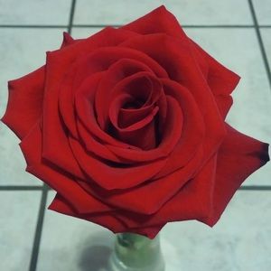 Meet your Posher, Luz